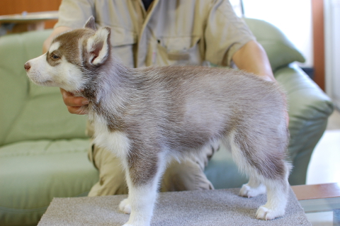 シベリアンハスキーの子犬の写真201408262-2