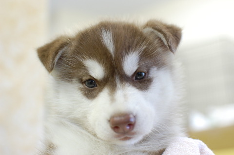 シベリアンハスキーの子犬の写真201408263