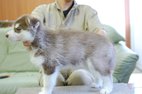 シベリアンハスキーの子犬の写真201408263-2