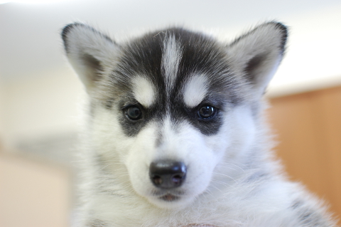 シベリアンハスキーの子犬の写真201408261