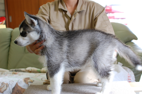 シベリアンハスキーの子犬の写真201408261-2