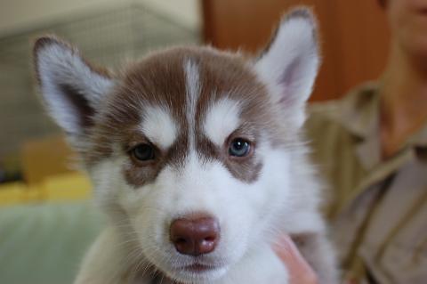 シベリアンハスキーの子犬の写真201408262