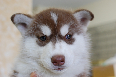 シベリアンハスキーの子犬の写真201408263