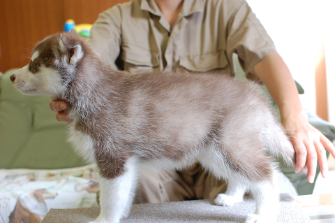 シベリアンハスキーの子犬の写真201408263-2