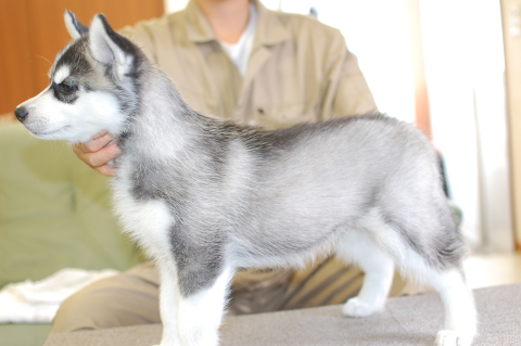 シベリアンハスキーの子犬の写真201408261-2