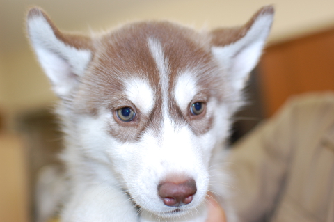 シベリアンハスキーの子犬の写真201408262