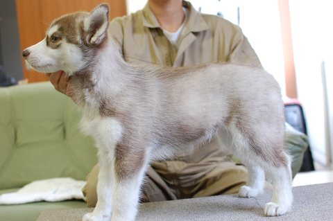 シベリアンハスキーの子犬の写真201408262-2