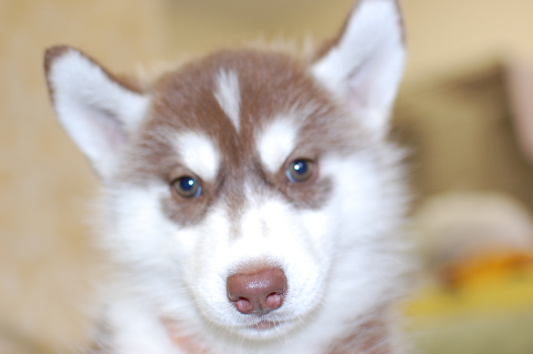 シベリアンハスキーの子犬の写真201408263