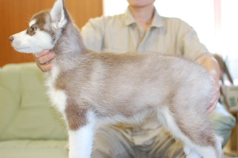 シベリアンハスキーの子犬の写真201408263-2