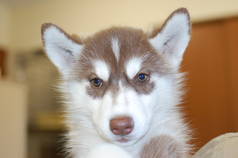 シベリアンハスキーの子犬の写真201408263