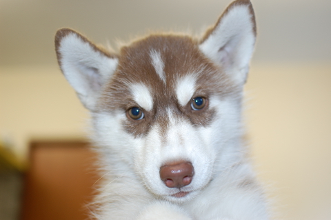 シベリアンハスキーの子犬の写真201408263