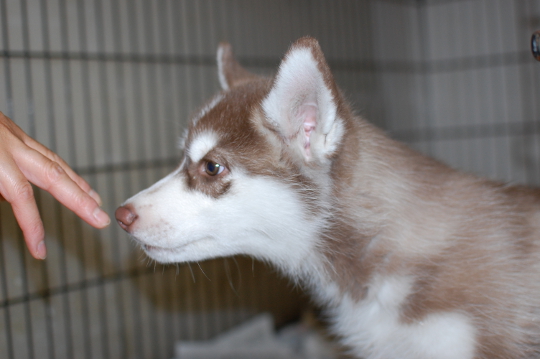 シベリアンハスキーの子犬の写真2