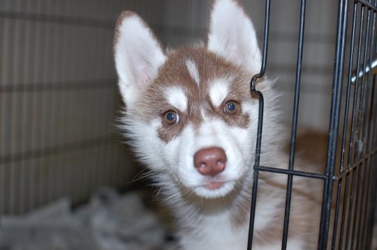 シベリアンハスキーの子犬の写真3