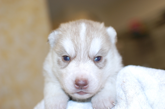シベリアンハスキーの子犬の写真201503142