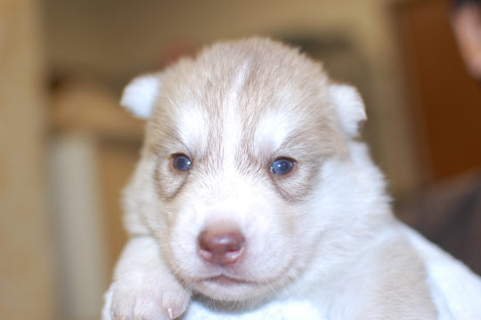 シベリアンハスキーの子犬の写真201503144