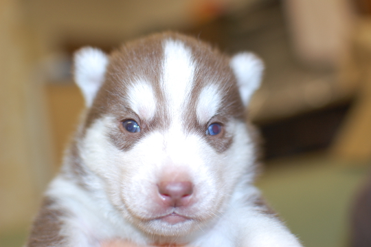 シベリアンハスキーの子犬の写真201503201