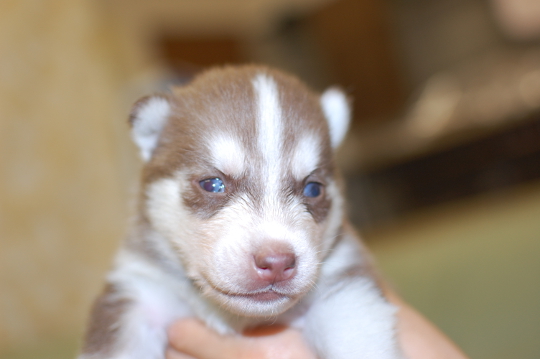 シベリアンハスキーの子犬の写真201503202