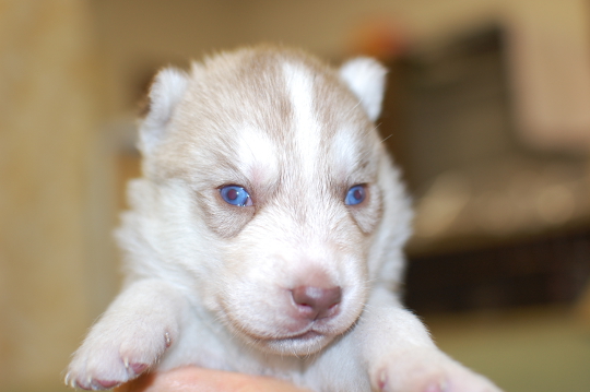 シベリアンハスキーの子犬の写真201503204