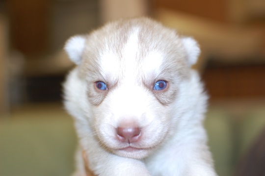 シベリアンハスキーの子犬の写真201503205