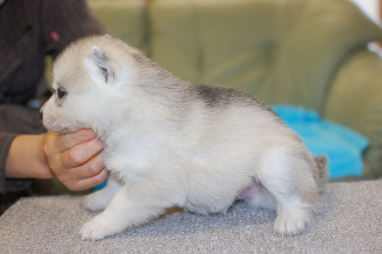 シベリアンハスキーの子犬の写真201503141-2