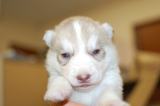 シベリアンハスキーの子犬の写真201503206