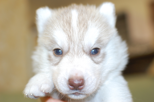 シベリアンハスキーの子犬の写真201503142