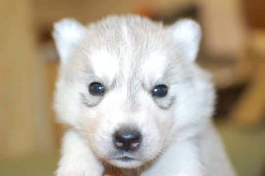 シベリアンハスキーの子犬の写真201503143