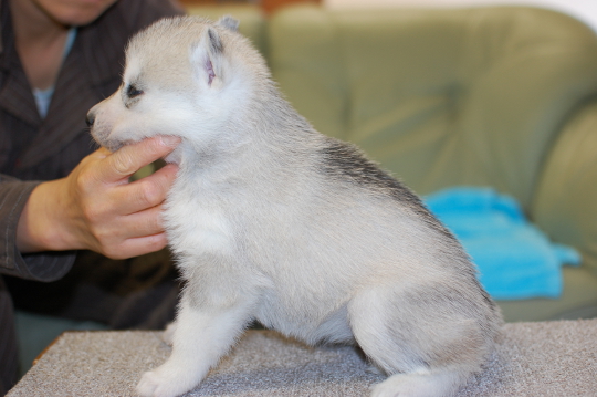 シベリアンハスキーの子犬の写真201503143-2