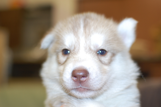 シベリアンハスキーの子犬の写真201503144
