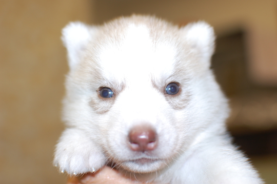 シベリアンハスキーの子犬の写真201503145