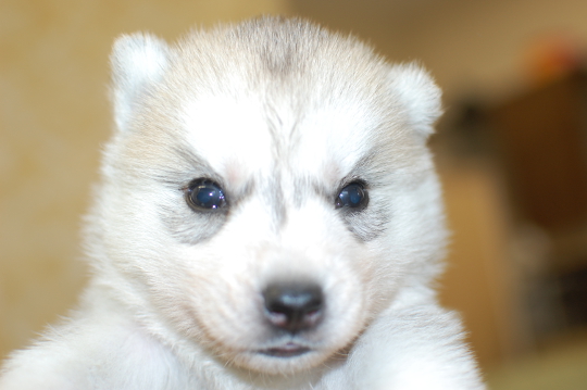 シベリアンハスキーの子犬の写真201503141