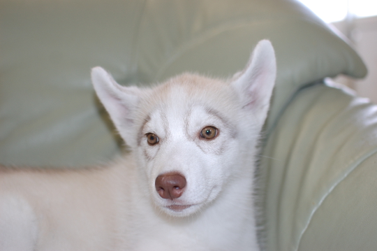 シベリアンハスキーの子犬の写真201503145