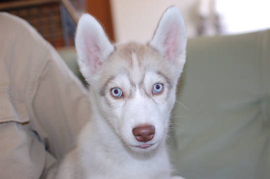 シベリアンハスキーの子犬の写真201503204