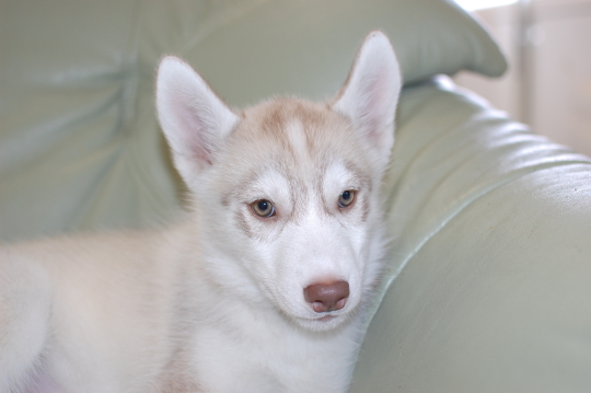 シベリアンハスキーの子犬の写真201503206