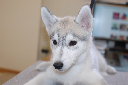 シベリアンハスキーの子犬の写真201503143