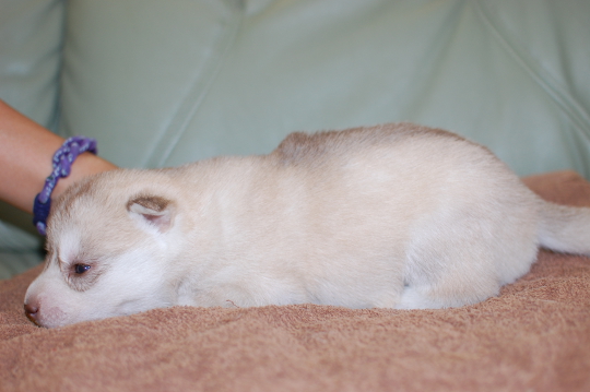 シベリアンハスキーの子犬の写真201508291-2 9月14日現在