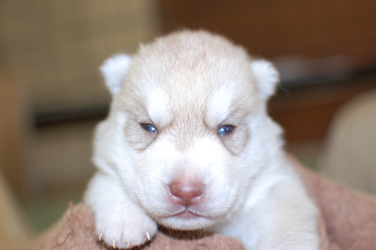 シベリアンハスキーの子犬の写真201508291 9月14日現在