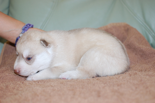 シベリアンハスキーの子犬の写真201508291-2 9月14日現在
