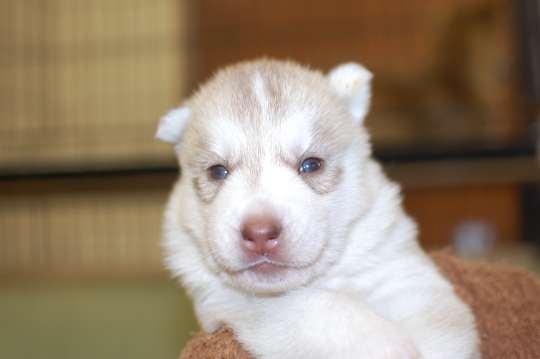 シベリアンハスキーの子犬の写真201508291 9月17日現在