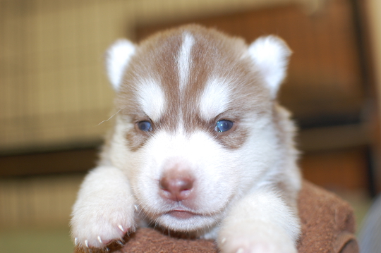 シベリアンハスキーの子犬の写真201508291 9月17日現在