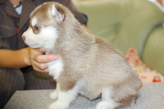 シベリアンハスキーの子犬の写真201508291-2 9月25日現在