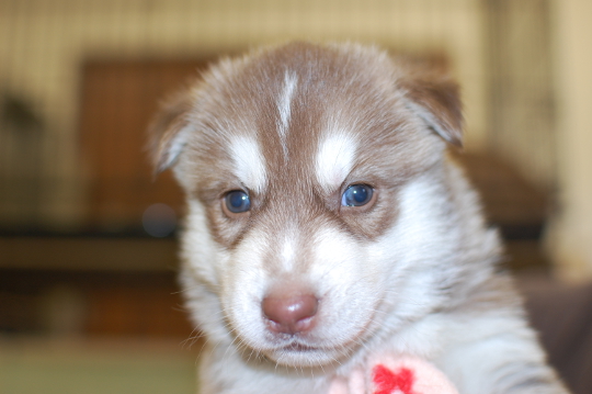 シベリアンハスキーの子犬の写真201508291 9月25日現在