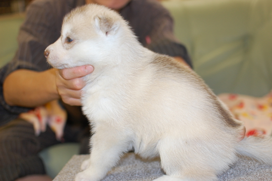 シベリアンハスキーの子犬の写真201508291-2 9月25日現在