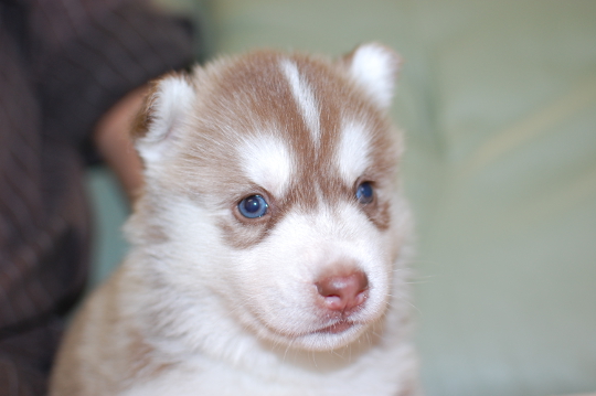 シベリアンハスキーの子犬の写真201508291 9月25日現在