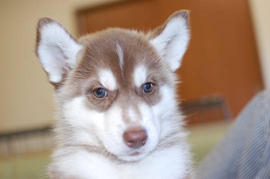 シベリアンハスキーの子犬の写真201508291 10月14日現在