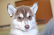 シベリアンハスキーの子犬201508292