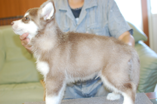 シベリアンハスキーの子犬の写真201508291-2 10月14日現在