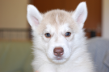 シベリアンハスキーの子犬201508293
