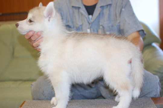 シベリアンハスキーの子犬の写真201508291-2 10月14日現在
