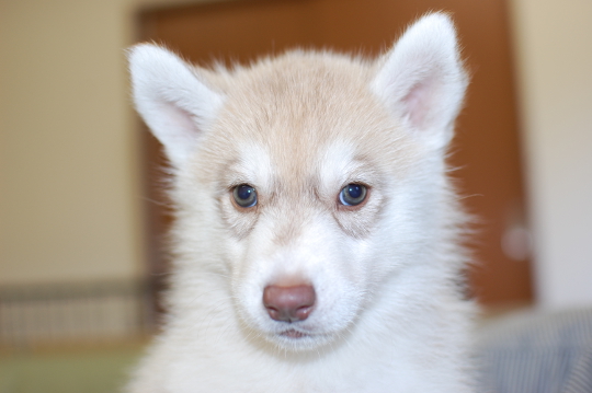 シベリアンハスキーの子犬の写真201508291 10月14日現在